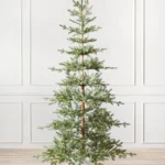 Alpine Balsam Fir