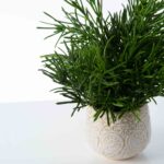 Detail view of planter detail from the Herbs de Provence - French Faux Plant Arrangement