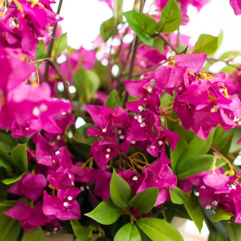 Close-up of leaf foliage texture on this Realistic Bougainvillea Vines on Tall Porch Entrance Urn