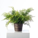 Lace Fern Faux Plant Everyday Spring Arrangement in Woven Basket - Green