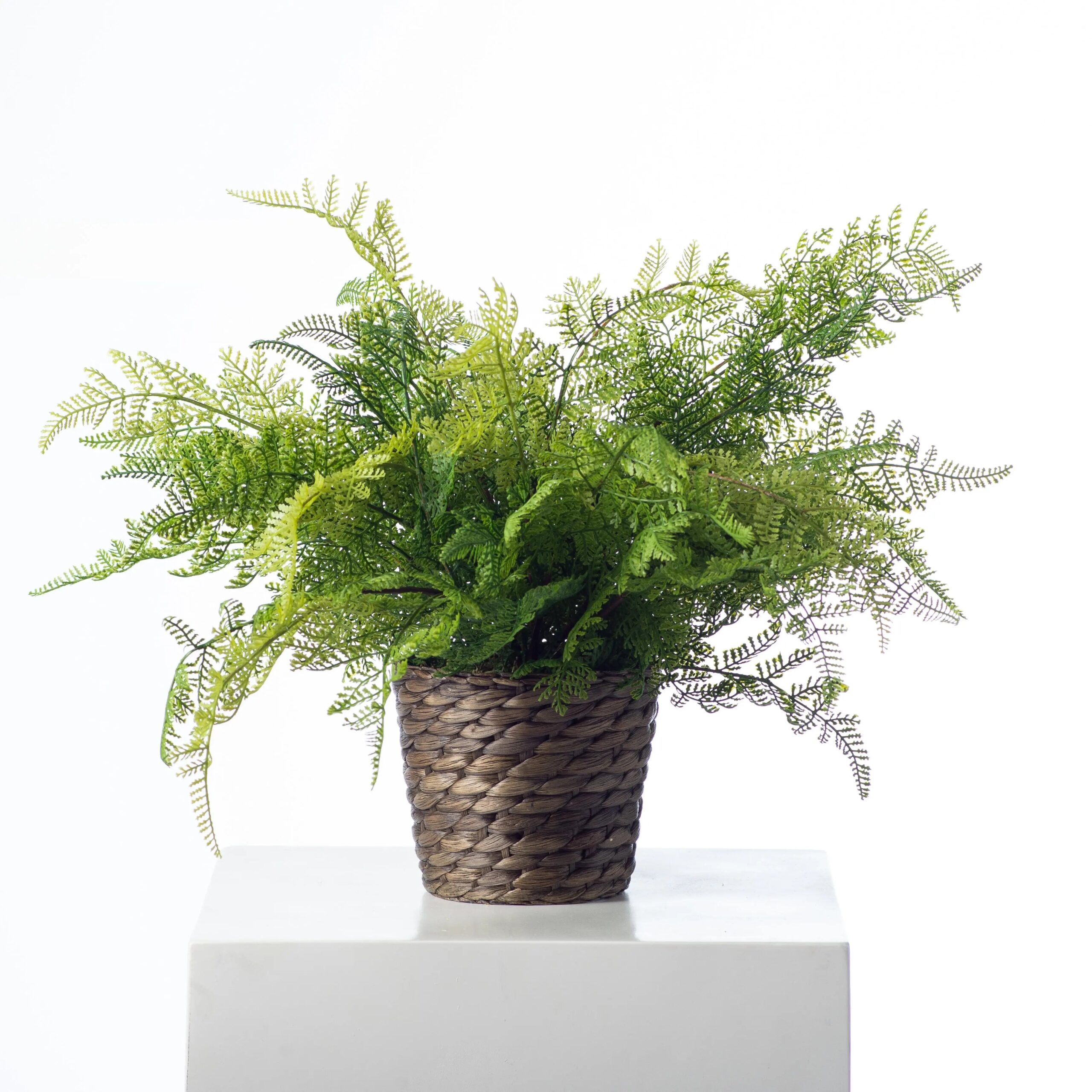 AR1452LaceFernFauxPlantEverydaySpringArrangementinWovenBasket_1.jpg Lace Fern Faux Plant Everyday Spring Arrangement in Woven Basket - Green