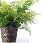 Close-up of leaf foliage texture on this Lace Fern Faux Plant Everyday Woven Basket