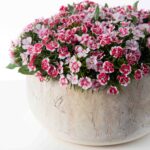 Close-up of bloom cluster detail on this Real Touch White and Pink Summer Centerpiece Arrangement
