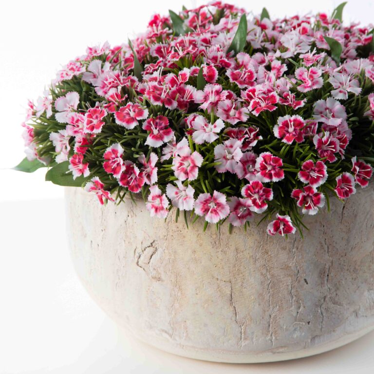 Close-up of bloom cluster detail on this Real Touch White and Pink Summer Centerpiece Arrangement