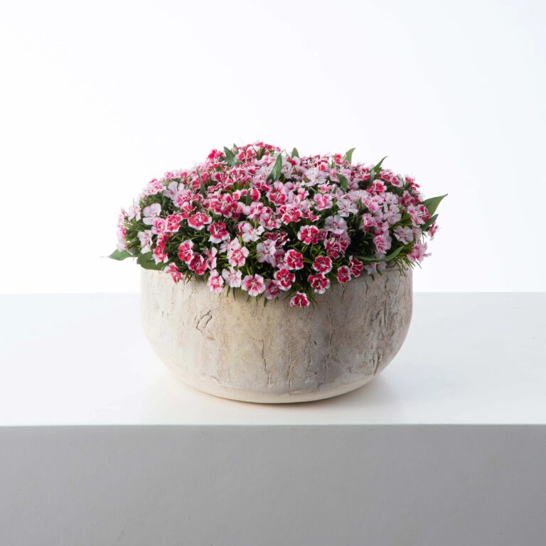 Real Touch White and Pink Mini Dianthus Wild Flowers Summer Centerpiece Arrangement