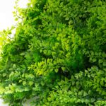 Close-up of leaf foliage texture on this Faux Mediterranean Fern Greenery Square Panel Everyday Arrangement
