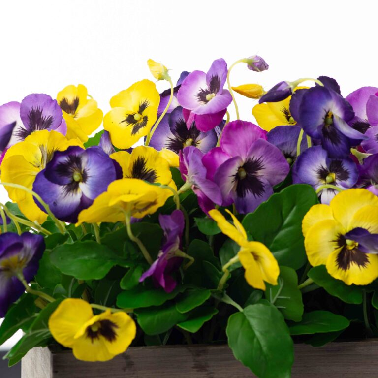 Close-up of leaf foliage texture on this Mixed Purple, Violet and Yellow Box Planter Arrangement