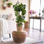 Alternate angle of the Green Split Leaf Monstera Faux House Plant Arrangement showing full plant