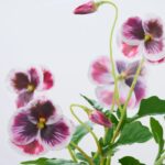 Side view of the Lifelike Pansy Faux Floral Arrangement Faux Floral Arrangement revealing planter detail