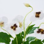 Side view of the Lifelike Pansy Plant In Rattan Rattan Wrapped Vase revealing frond and