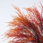 Close-up of vase silhouette detail on this Fiery Pampas Plumes - Orange White Column Vase