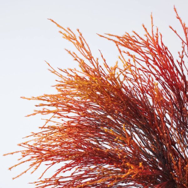 Close-up of vase silhouette detail on this Fiery Pampas Plumes - Orange White Column Vase