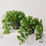 Hanging French Begonia Vine All Season Arrangement Everyday Outdoor Urn Filler - Available in 2