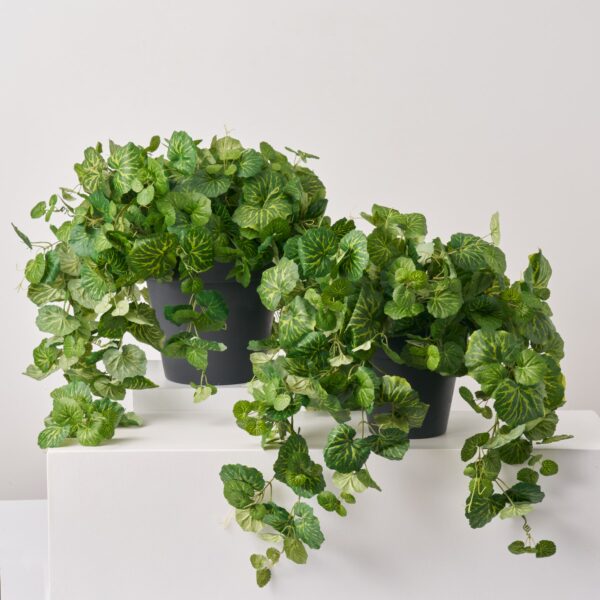 Hanging French Begonia Vine All Season Arrangement Everyday Outdoor Urn Filler - Available in 2