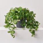 Detail view of stem and foliage layering from the Hanging French Begonia Vine All Everyday
