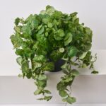 The Hanging French Begonia Vine All Everyday Outdoor Urn shown in full, highlighting bloom cluster