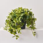 Close-up of bloom cluster detail on this Potato Leaf Bush All Season Everyday Outdoor Urn