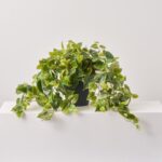 Detail view of stem and foliage layering from the Potato Leaf Bush All Season Everyday