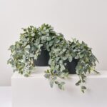 Hanging Fittonia Bush All Season Arrangement Everyday Outdoor Urn Filler - Available in 2 Sizes