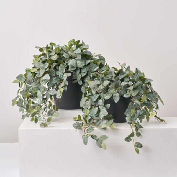 Hanging Fittonia Bush All Season Arrangement Everyday Outdoor Urn Filler - Available in 2 Sizes