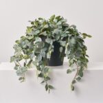 Detail view of stem and foliage layering from the Hanging Fittonia Bush All Season Everyday