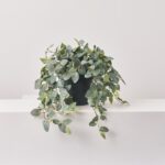 Close-up of bloom cluster detail on this Hanging Fittonia Bush All Season Everyday Outdoor Urn