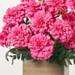 Full display view of the Faux Marigold Blooms Arrangement Small Planter Box with full plant