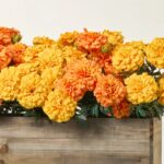 Close-up of leaf foliage texture on this Mixed Orange and Yellow Marigold Large Wood Planter
