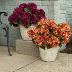 Faux Autumn Hydrangea Bush Foliage Outdoor Urn Filler Front Porch Arrangement - Available in 2