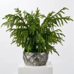 Real Touch Norfolk Tree Faux Potted Plant in Galvanized Bowl Large Centerpiece Arrangement