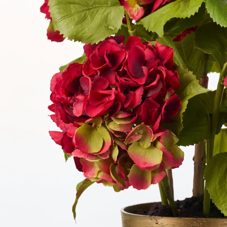 Close-up of bloom tips on this Potted Red Silk Hydrangea Stems Bloom Plant