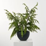 Real Touch Norfolk Topiary Tree in Black Textured Planter Pot Winter Christmas Centerpiece Arrangement