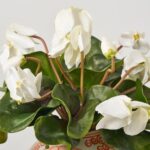 Alternate angle of the White Cyclamen Leaf and Bloom Faux Floral Arrangement showing bloom arrangement