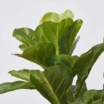 Alternate angle of the Fiddle Leaf Faux Plant Greenery Spring Arrangement Centerpiece showing full plant