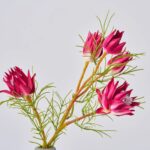 Alternate angle of the Mini Protea Bloom Branch Spring Summer Arrangement showing bloom arrangement in