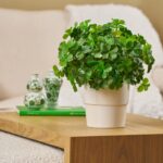 Alternate angle of the A Bit of Luck Day Spring Arrangement showing full plant from