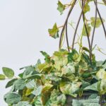 Close-up of leaf foliage texture on this Heirloom Vines - Mixed Fittonia Faux Plant Arrangement