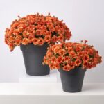 Orange Faux Zinnia Mum Bush Outdoor Fall Arrangement Urn Filler - Available In 2 Sizes