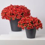 Red Faux Zinnia Mum Bush Outdoor Fall Arrangement Urn Filler - Available In 2 Sizes