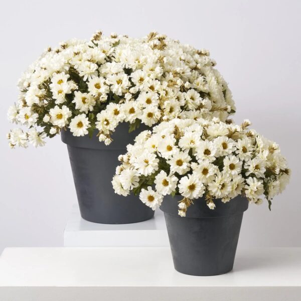 Close-up of bloom cluster detail on this Cream Faux Zinnia Mum Bush Fall Arrangement Urn