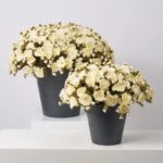 Cream Faux Classic Mum Bush Outdoor Fall Arrangement Urn Filler - Available in 2 Sizes