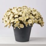 The Cream Faux Classic Mum Bush Fall Arrangement Urn shown in full, highlighting bloom cluster