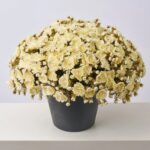 Side view of the Cream Faux Classic Mum Bush Fall Arrangement Urn revealing full arrangement
