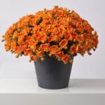 Side view of the Orange Faux Classic Mum Bush Fall Arrangement Urn revealing full arrangement