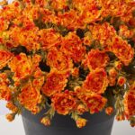 The Orange Faux Classic Mum Bush Fall Arrangement Urn shown in full, highlighting bloom cluster