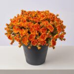 Detail view of stem and foliage layering from the Orange Faux Classic Mum Bush Fall