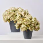 Faux Pistachio Green Peony Bush Outdoor Urn Filler Spring Summer Arrangement - Available in 2