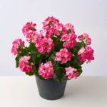 Close-up of bloom cluster detail on this Real Touch Pink Geranium Spring Urn Filler Arrangement
