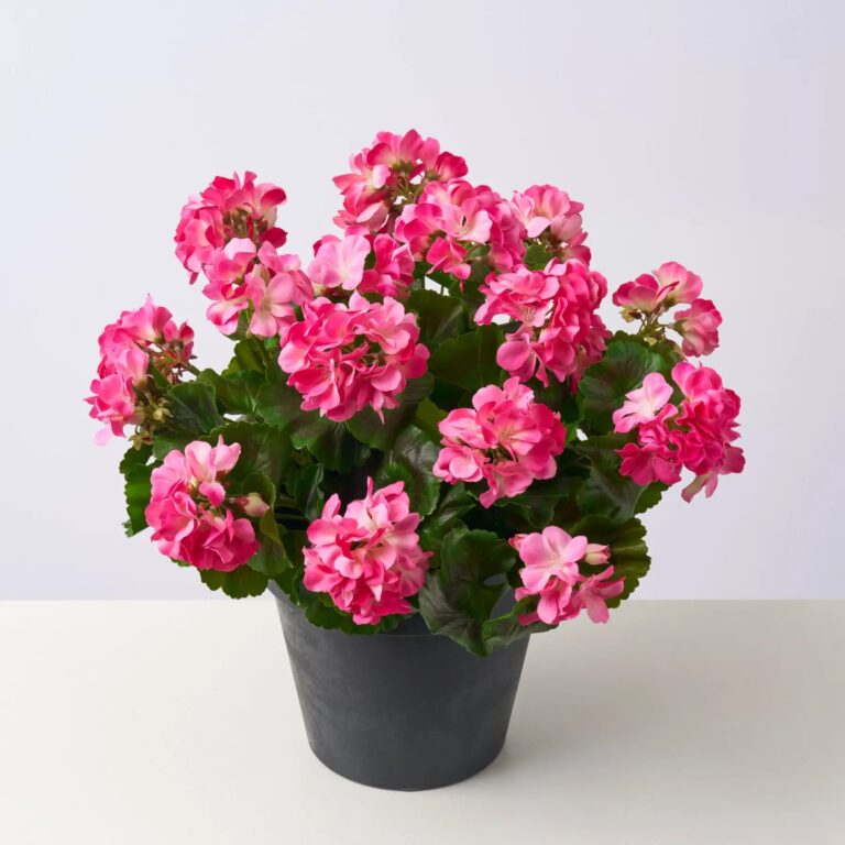 Close-up of bloom cluster detail on this Real Touch Pink Geranium Spring Urn Filler Arrangement