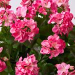 Alternate angle of the Real Touch Pink Geranium Spring Urn Filler Arrangement showing full arrangement